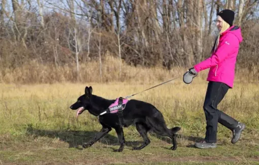 Michel Gioe propose des séances de mantrailing dans le Douaisis, Douai, Centre canin Michel Gioé