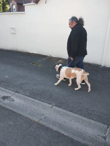 Bil croisé  amstaff et bully, déclassé par une diagnose