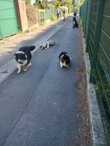 Pour des chiens bien dans leurs pattes
