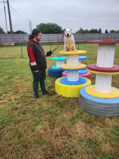 Un assis pour Bil le chien