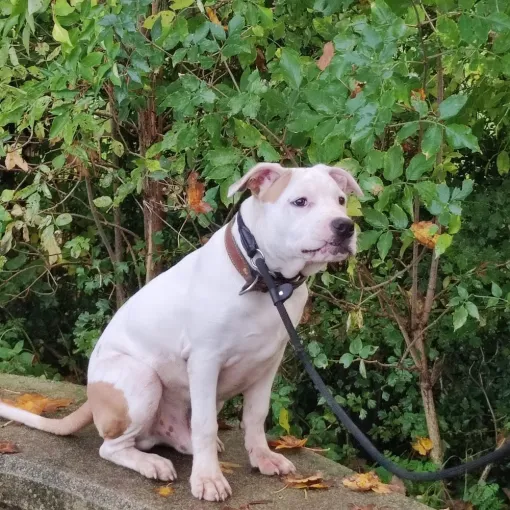Bil, chien croisé staff