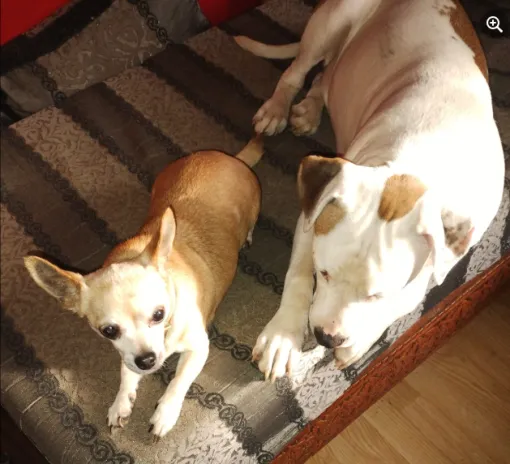 Bil, le Staff et Miss Chiwa, la chihuahua