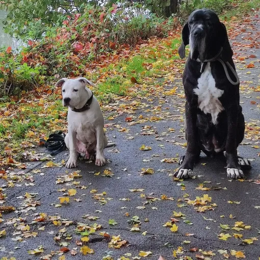 Votre chien présente des problèmes comportementaux, Cambrai, Centre canin Michel Gioé