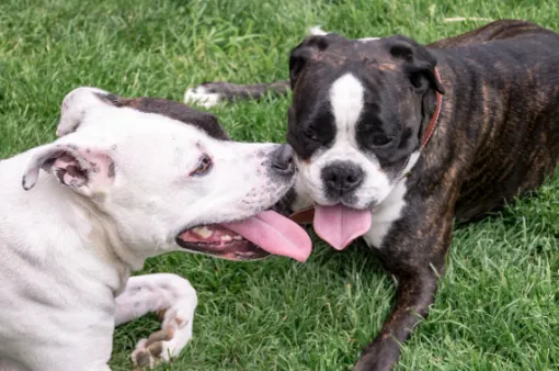 Formation chien d'aptitude chien catégorisé Douai, Cambrai, Centre canin Michel Gioé