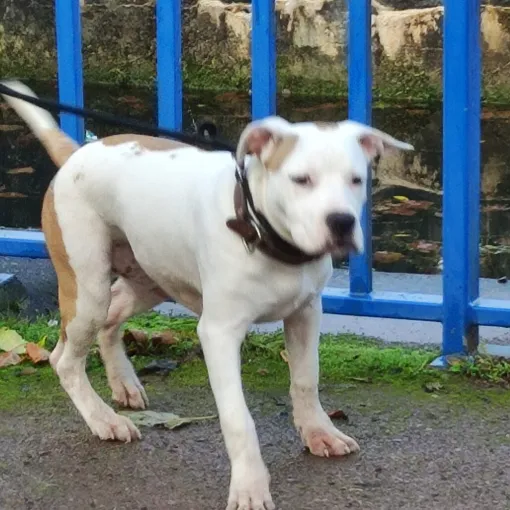 🚨 PROPRIÉTAIRES DE CHIENS CATÉGORISÉS – NE PRENEZ PAS DE RISQUE 🚨, Cambrai, Centre canin Michel Gioé