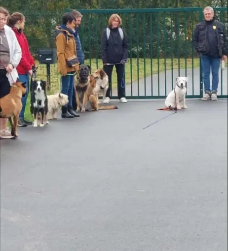 Formation d'aptitudes chiens catégorisées à Cambrai et environs, Cambrai, Centre canin Michel Gioé