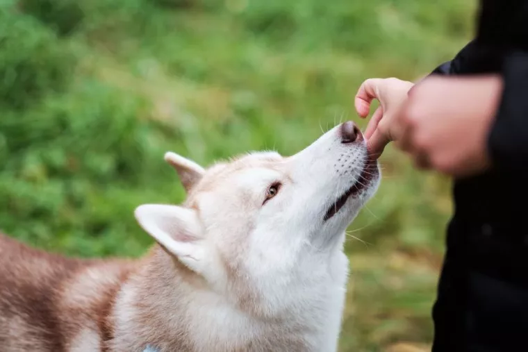 À qui s'adresser pour une formation pour devenir éducateur canin ?, Douai, Centre canin Michel Gioé