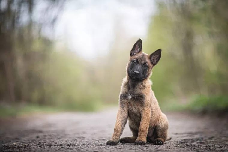 Comment régler les problèmes d'éducation de mon chiot malinois ?, Douai, Centre canin Michel Gioé