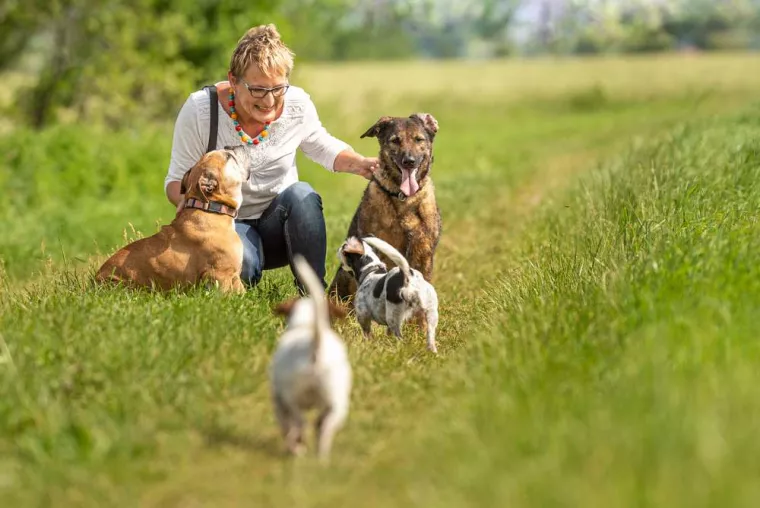Faire une balade collective avec son chien pour le sociabiliser, Douai, Centre canin Michel Gioé