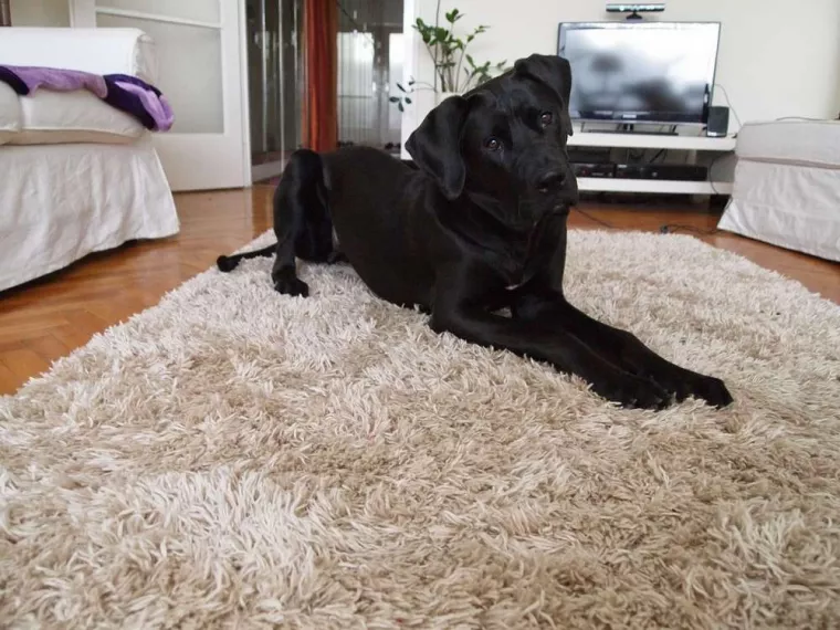 Formation pour posséder un chien Tosa catégorisé dangereux, Douai, Centre canin Michel Gioé