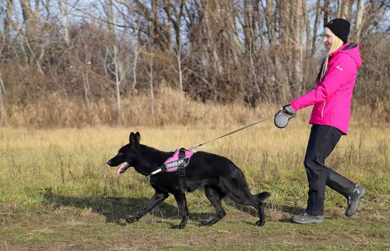 Initier son chien au mantrailing pour la chasse, Douai, Centre canin Michel Gioé