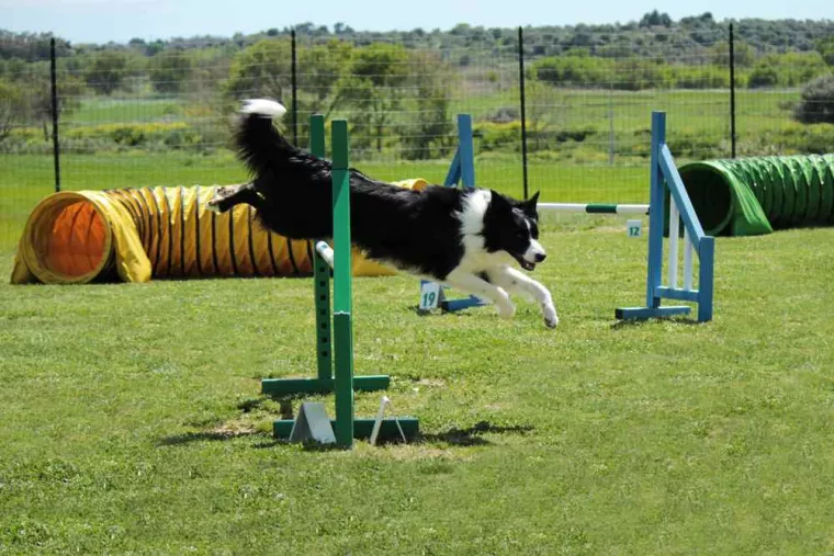 Trouver un cours collectif pour chiens avec de l'agility, Douai, Centre canin Michel Gioé