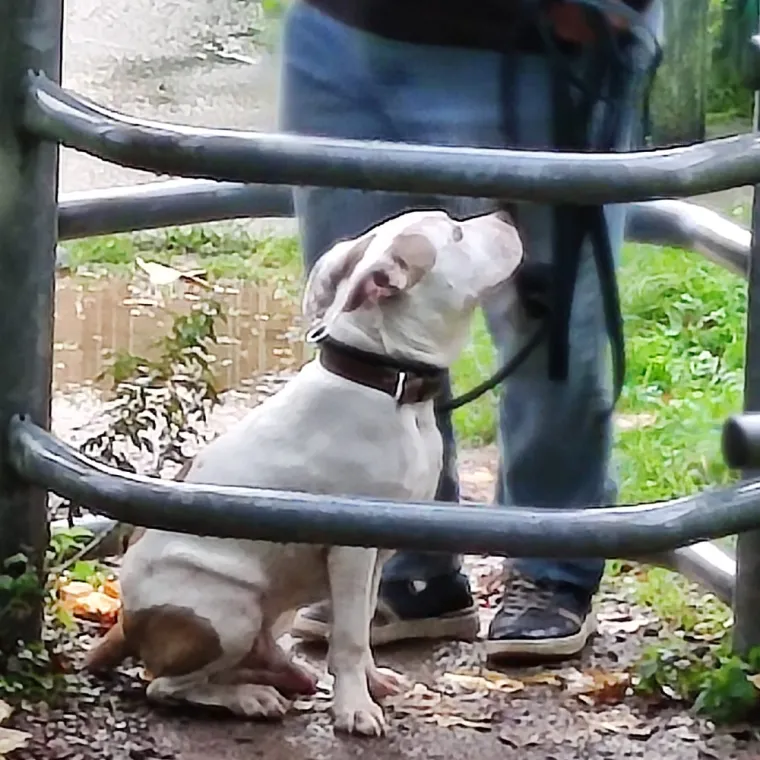Bil mon chien m'accompagne partout