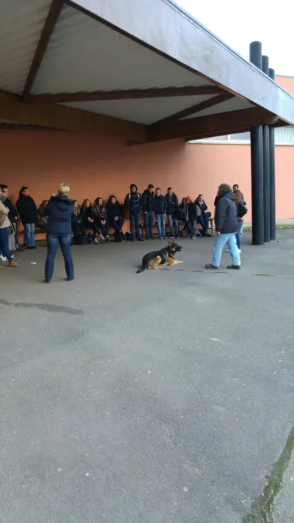 Educateur comportementaliste canin à Tortequesne