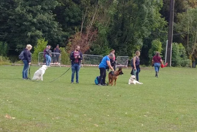 Cours canin pour chien réactif