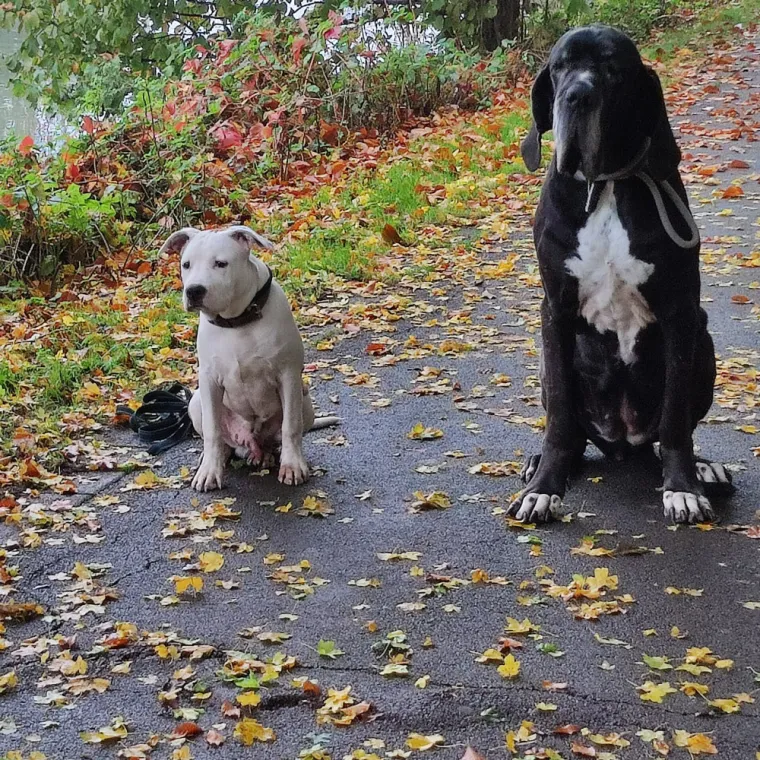 Cours canin à Domicile autour de Lens