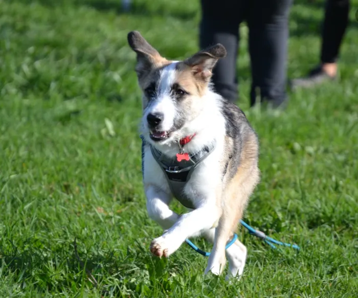 Un chien équilibré rend un maitre heureux, cela se passe près de Cambrai