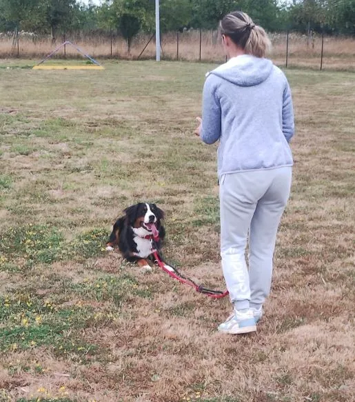 Educateur comportementaliste canin à Tortequesne