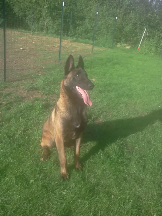 Soyons clairs, Cambrai, Centre canin Michel Gioé