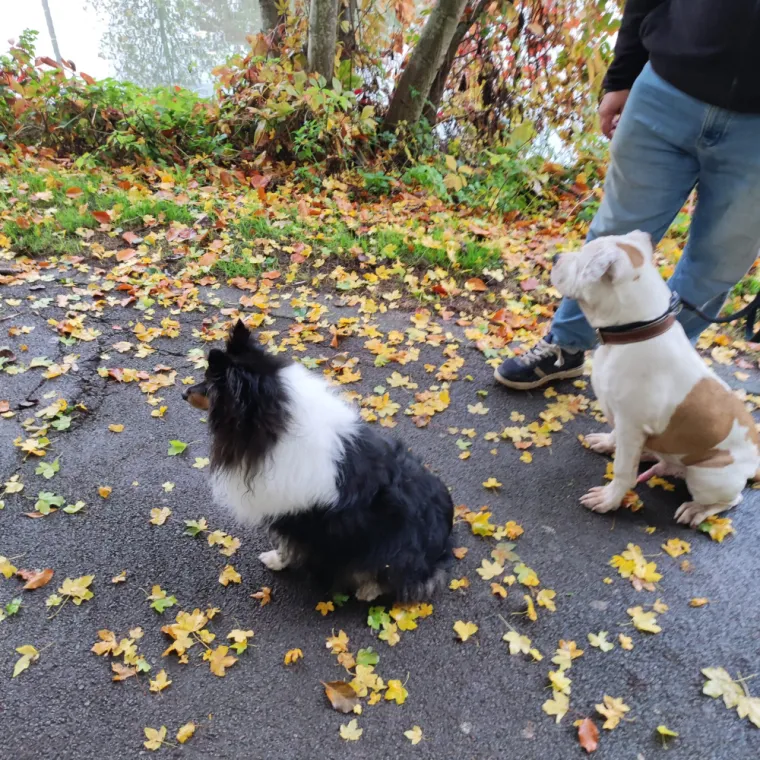 La socialisation du chiot