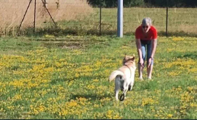 Le rappel, Cambrai, Centre canin Michel Gioé