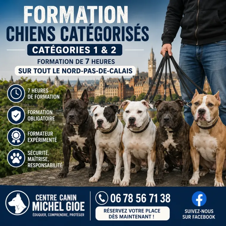 Formation chien catégorisé sur le Nord Pas-de-Calais, Cambrai, Centre canin Michel Gioé