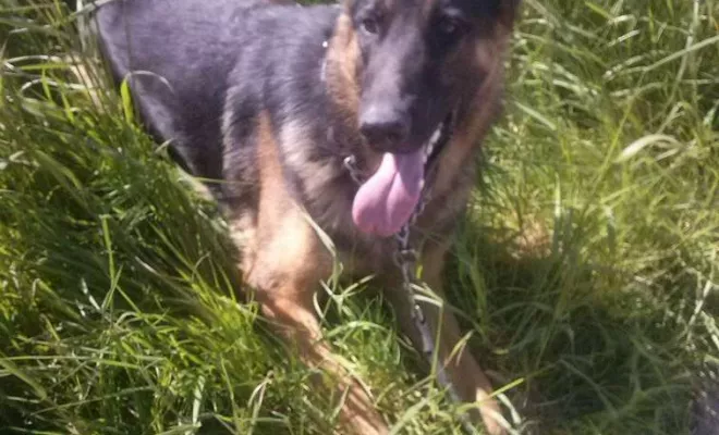 Mon histoire, Douai, Centre canin Michel Gioé