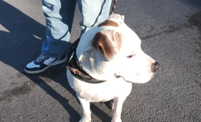 Mon Bil, un chien d'exeption, Douai, Centre canin Michel Gioé
