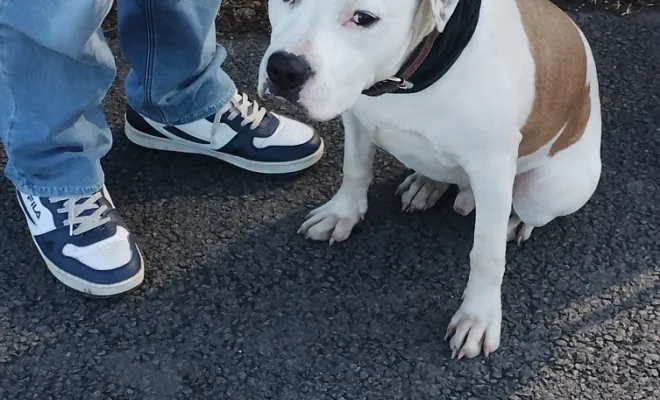 Mon Bil, un chien d'exeption, Douai, Centre canin Michel Gioé