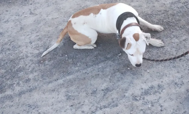 Mon Bil, un chien d'exeption, Douai, Centre canin Michel Gioé