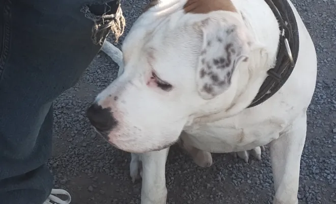 Mon Bil, un chien d'exeption, Douai, Centre canin Michel Gioé