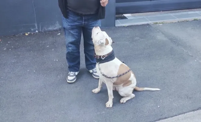 Mon Bil, un chien d'exeption, Douai, Centre canin Michel Gioé
