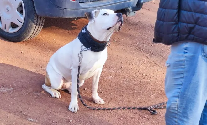 Mon Bil, un chien d'exeption, Douai, Centre canin Michel Gioé