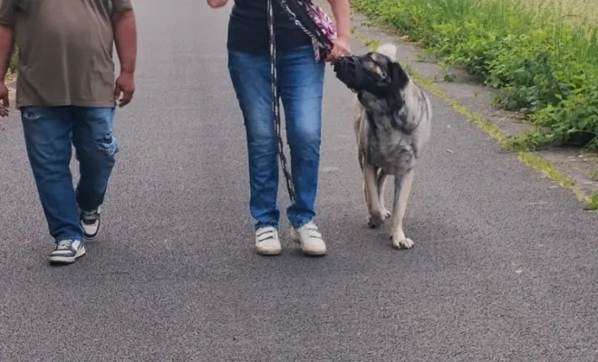 Notre beau Raiko adopté à la Sapad de Douai