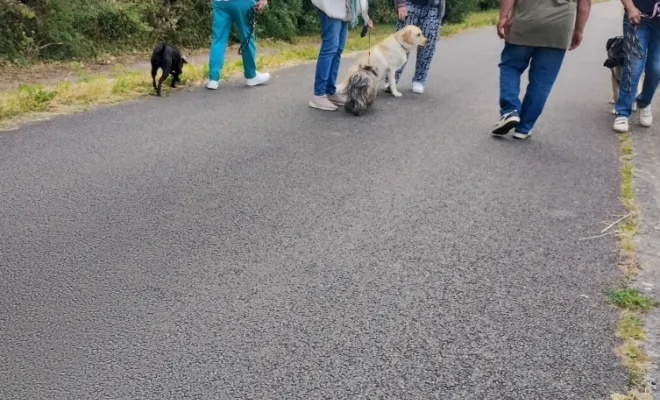 Photos du cours collectif du 31 mai 2025 à Férin , Douai, Centre canin Michel Gioé