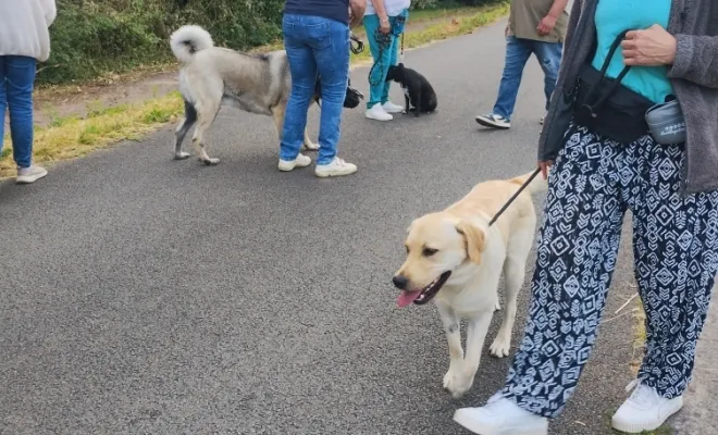 Photos du cours collectif du 31 mai 2025 à Férin , Douai, Centre canin Michel Gioé
