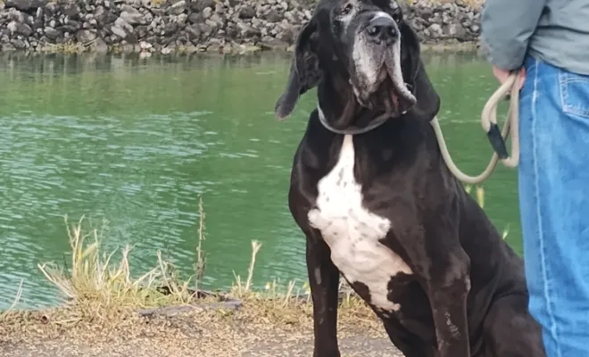 La belle Mishka, dogue allemand 
