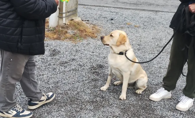Dougy labrador