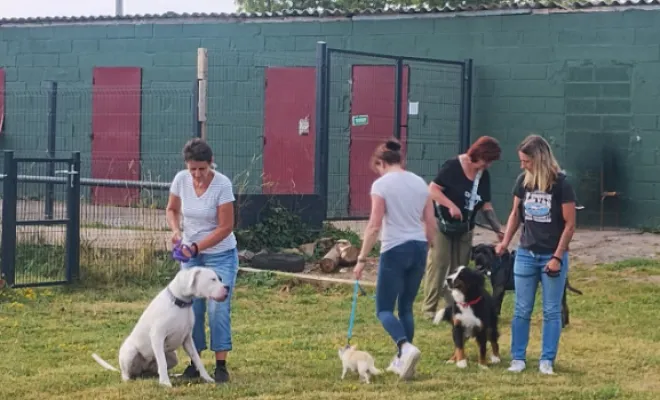 Socialisation du chien