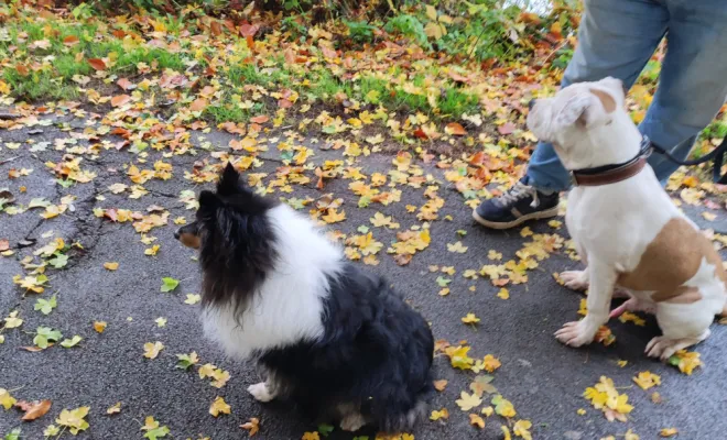 Education canine près de Oisy le verger