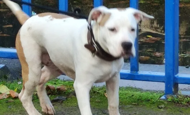 Formation d'aptitude chien catégorisé 1 et 2