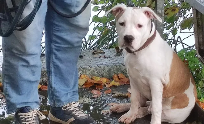 Pour avoir un super chien, il faut un super maître qui s'implique dans son éducation de la vie quotidienne