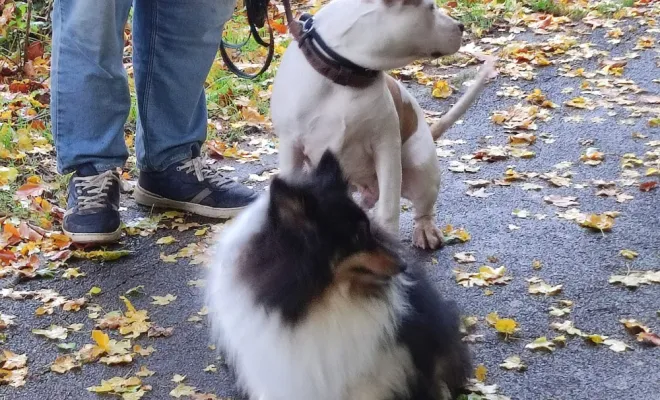 Educateur canin intervention à domicile près de Lens
