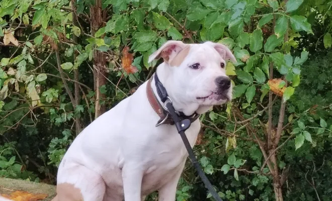 Educateur comportementaliste canin intervention à domicile sur Douai