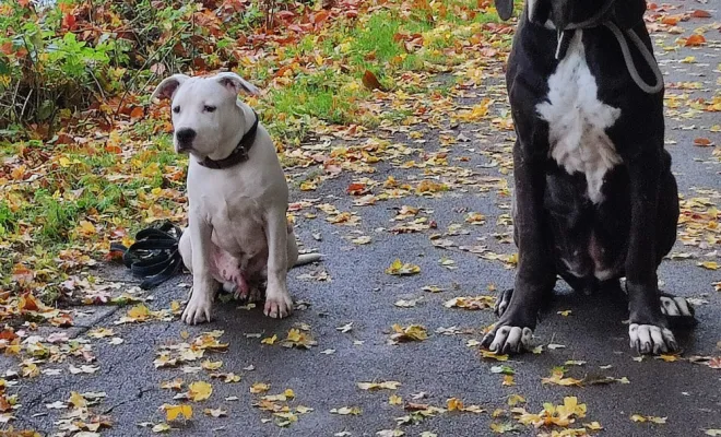Educateur comportementaliste canin intervention à domicile sur Férin