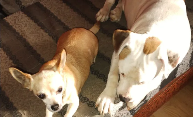 Mon chien n'accepte pas les autres chiens autour de Lens