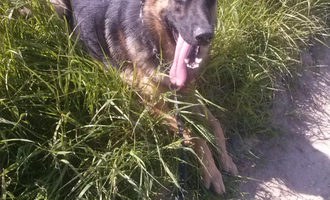 Educateur comportementaliste canin intervention à domicile sur Lens