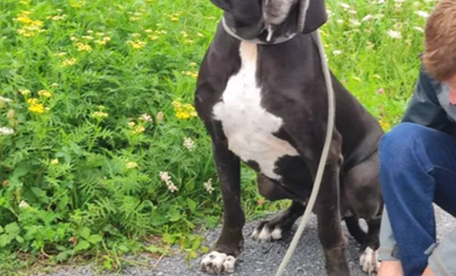 Cours collectif Douaisis, Douai, Centre canin Michel Gioé