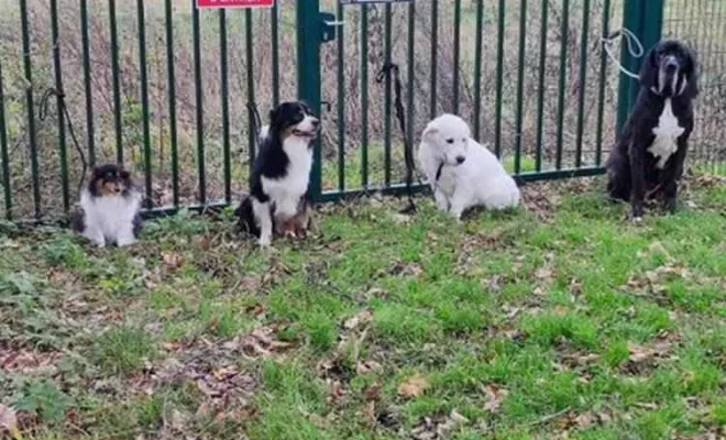 Cours collectif Douaisis, Douai, Centre canin Michel Gioé