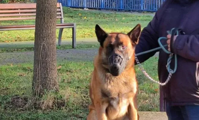 Cours collectif Douaisis, Douai, Centre canin Michel Gioé